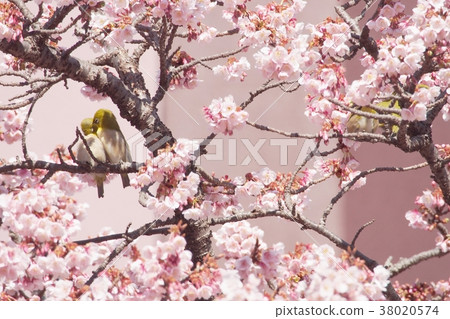 櫻花和白眼夫婦4 38020574