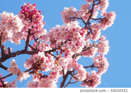 Atami cherry tree 38020581