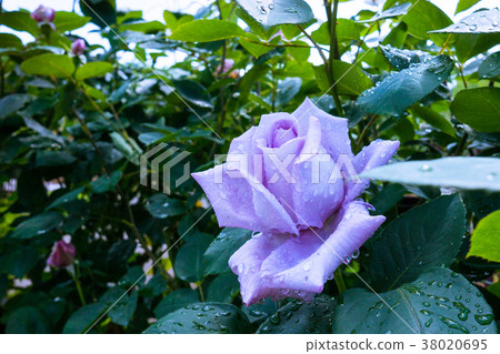 藍玫瑰 藍玫瑰 38020695
