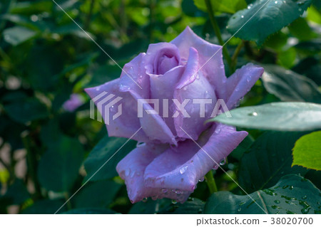 藍玫瑰 藍玫瑰 38020700