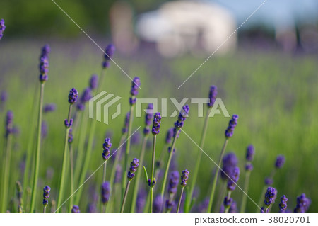 薰衣草 薰衣草 38020701