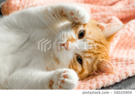 逗人喜愛的蓬鬆茶白色老虎貓 38020909