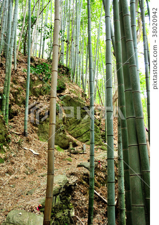 Kumano Kodo Fujikakusaka Kumano Kodo Fujikakusaka 38020942