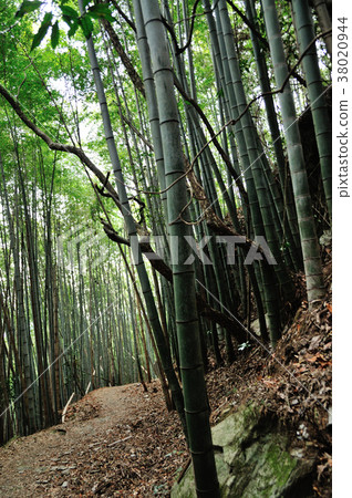 Kumano Kodo Fujikakusaka 38020944