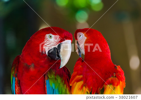 Parrots in Bali Island Indonesia Parrots in Bali Island Indonesia 38021607