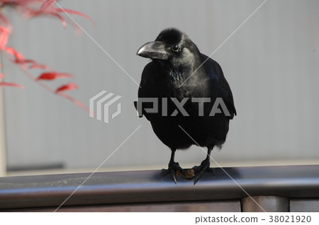 烏鴉 烏鴉 38021920