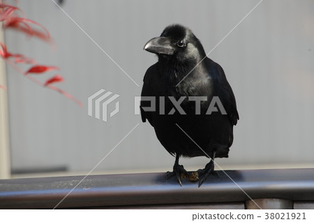 烏鴉 烏鴉 38021921