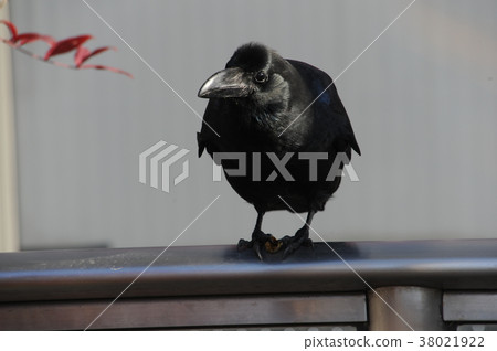 烏鴉 38021922