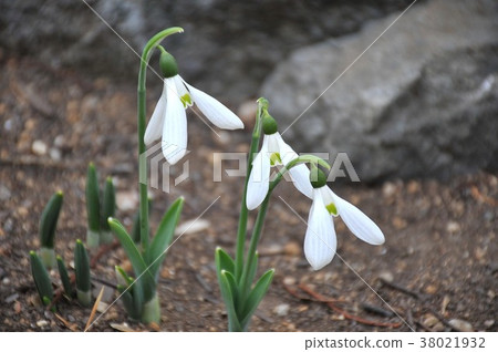 Snowdrop花三輪車白色神仙早期的春天禮物俏麗的花 38021932