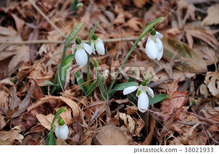 Snowdrop森林神仙早期的春天禮物白色神仙的逗人喜愛的花 38021933