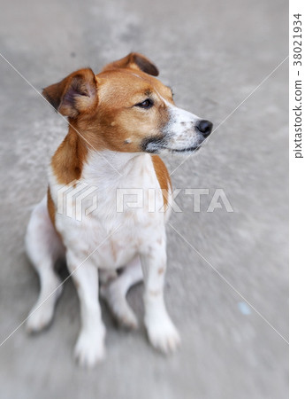 happy active young Jack Russel terrier dog  38021934