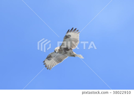 The flight of a wolf 38022910