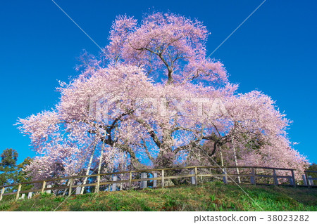 Ippon Sakura-櫻桃花在Totsube Ippon Sakura-櫻桃花在Totsube 38023282