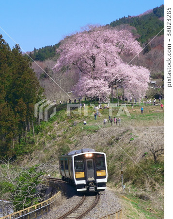 Ippon Sakura-櫻桃花在Totsube 38023285