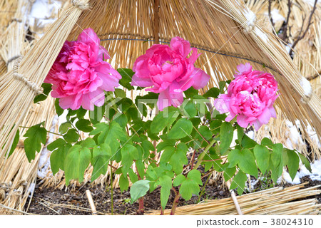 福岡市雙葉市冬季形象 福岡市雙葉市冬季形象 38024310