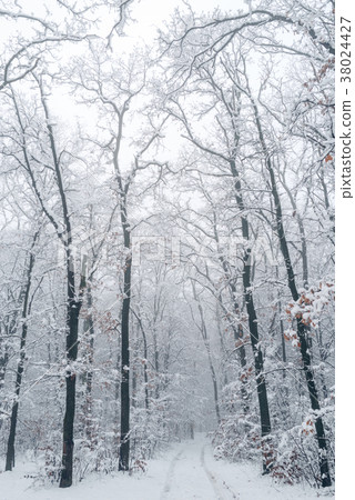 winter snow-covered forest 38024427