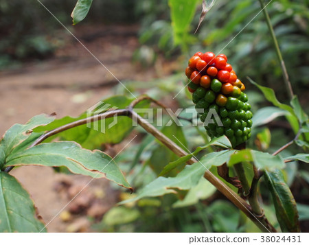 Mamushigusa 38024431