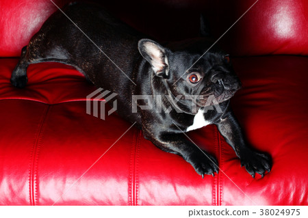 French Bulldog red Background studio quality 38024975