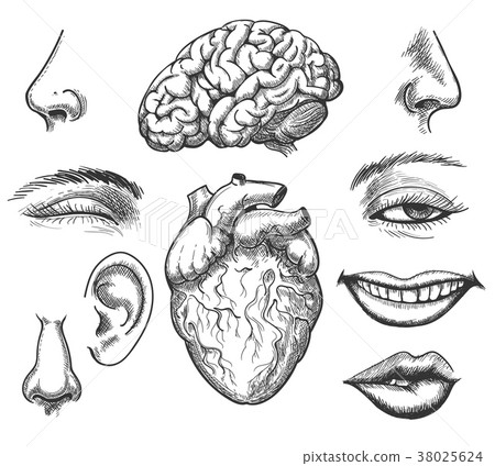 Human face and organs 38025624