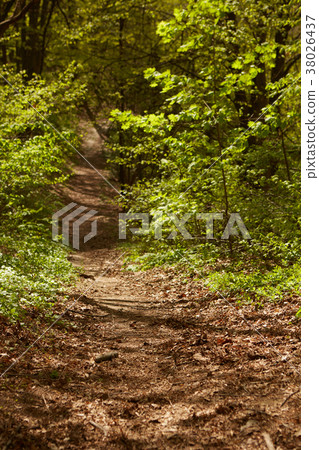 Forest landscape. Path in the forest. Background Forest landscape. Path in the forest. Background 38026437