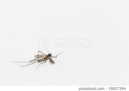 one mosquitoe death on white background one mosquitoe death on white background 38027364