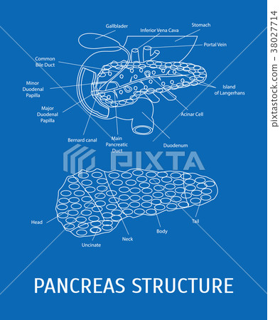 Structure of a Pancreatic Gland. Vector Structure of a Pancreatic Gland. Vector 38027714
