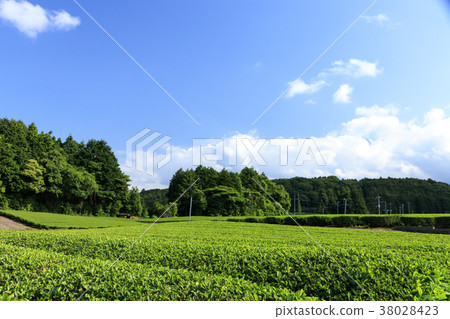 Abandoned landscape (Shizuoka prefecture, Fujinomiya, early summer) 38028423
