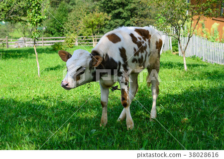 Young calf cow grazing on the green lawn Young calf cow grazing on the green lawn 38028616