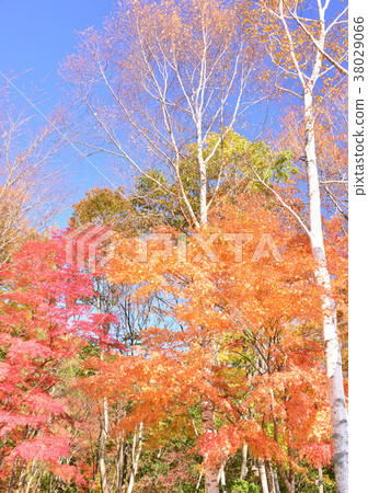 野生鳥森林公園27383秋葉 野生鳥森林公園27383秋葉 38029066