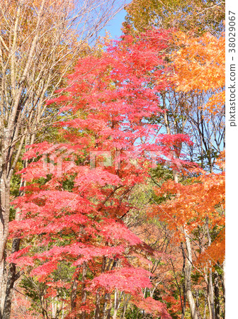 野生鳥森林公園27384秋葉 野生鳥森林公園27384秋葉 38029067