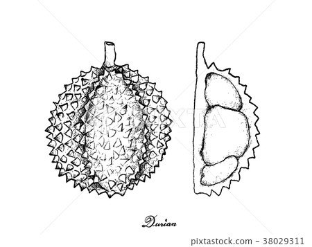 Hand Drawn of Ripe Durian on White Background Hand Drawn of Ripe Durian on White Background 38029311