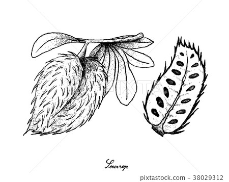 Ripe Soursop Fruit on White Background Ripe Soursop Fruit on White Background 38029312