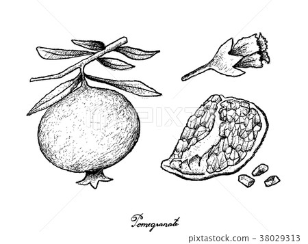 Hand Drawn of Ripe Pomegranate on White Background Hand Drawn of Ripe Pomegranate on White Background 38029313