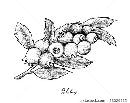 Hand Drawn of Ripe Blueberries on White Background 38029315