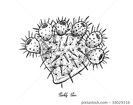 Hand Drawn of Fresh Ripe Prickly Pears Hand Drawn of Fresh Ripe Prickly Pears 38029316