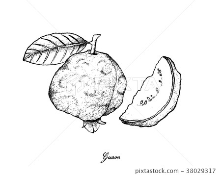 Hand Drawn of Fresh Guava on White Background Hand Drawn of Fresh Guava on White Background 38029317