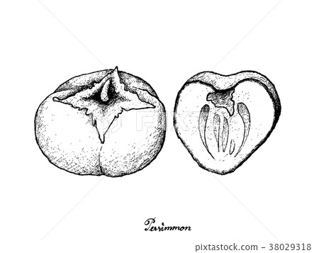 Kaki or Persimmon on White Background 38029318
