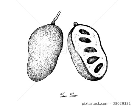 Hand Drawn of Fresh Paw Paw on White Background Hand Drawn of Fresh Paw Paw on White Background 38029321