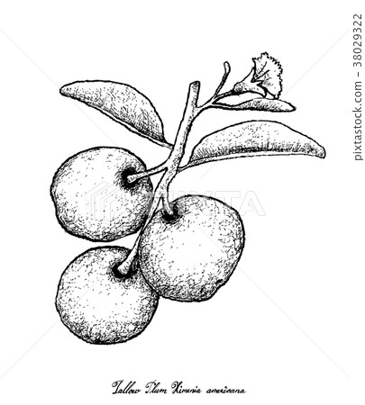 Fresh Tallow Plum on White Background Fresh Tallow Plum on White Background 38029322