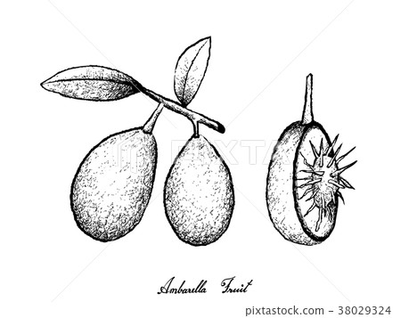 Hand Drawn of Ambarella Fruits on White Background Hand Drawn of Ambarella Fruits on White Background 38029324