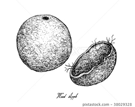Hand Drawn of Wood Apple on White Background Hand Drawn of Wood Apple on White Background 38029328