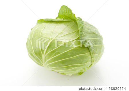 cabbage cabbage 38029554