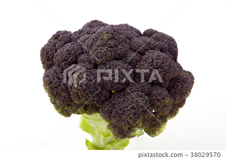 Purple cauliflower 38029570