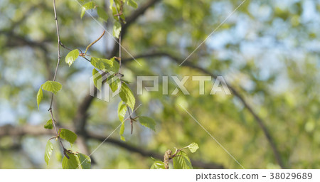 spring birch leaves at sunny day 38029689