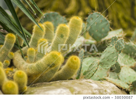 Many arms of green furry cactus Many arms of green furry cactus 38030087