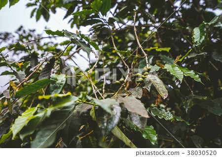 Cultivation of coffe on the island of Santo Antao Cultivation of coffe on the island of Santo Antao 38030520