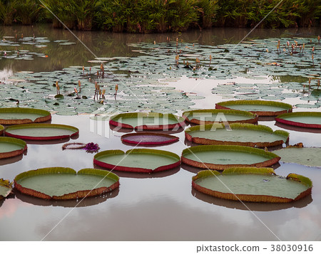 Victoria amazonica in the pond. Victoria amazonica in the pond. 38030916
