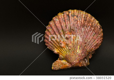 巨蟹 巨蟹 38031520