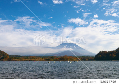 奄美富士 38031756