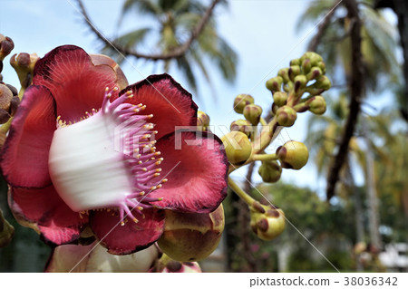 Cannonball tree Cannonball tree 38036342